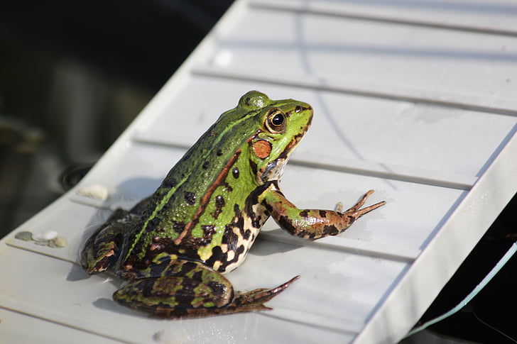 Frog pond, groda, gölgroda, amfibie, djur, dammen, trädgårdsdammen