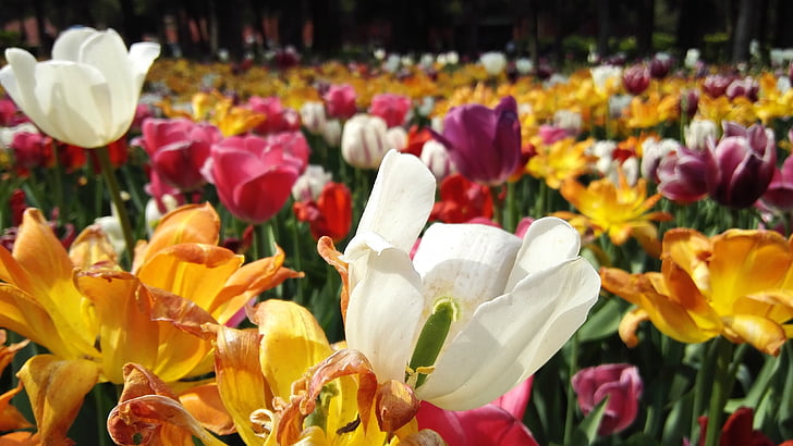 Pekina, Jingshan park, tulpe, puķe, visas krāsas, krāsa, gaiša