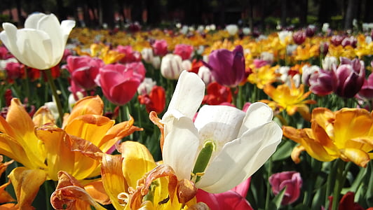 ปักกิ่ง, สวนจิงชาน, ทิวลิป, ดอกไม้, ทุกสี, สี, สดใส