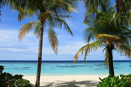 holiday, vacation, travel, beach, ocean, sea, palm tree