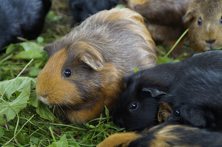 guinea pig, Dễ thương, động vật gặm nhấm, vật nuôi, động vật nhỏ, đóng, Âu yếm