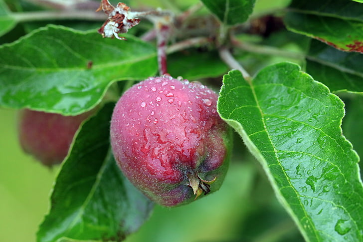 ฤดูใบไม้ผลิ, แอปเปิ้ล, แอปเปิ้ลพาราไดซ์, สวน, แอปเปิ้ล, การเจริญเติบโต, หลังฝนตก
