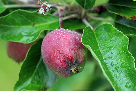 spring, apple, paradise apple, garden, apples, maturation, after the rain
