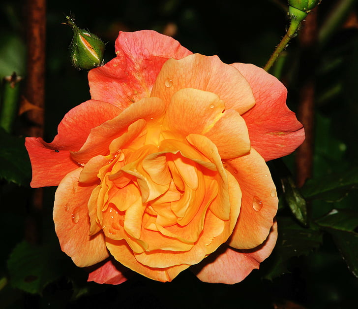 Троянда, наприкінці літа, цвітіння, цвітіння, закрити, помаранчевий, барвистий