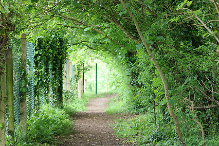 tunel, zielony, liści, lasu, naturalne, drzewo, Creative