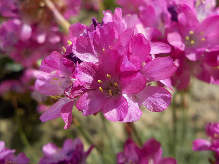tappeto erboso di Spagna, fiore, rosa, fiori rosa, natura, macro, Armeria maritima