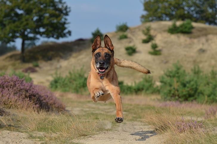 Malinois, sauter, puissant, été, chien de berger belge, mâle, Running dog