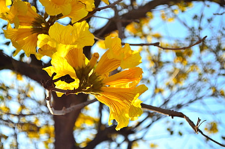 Wong feng 鈴 drvo, cvijet, žuta, stabla