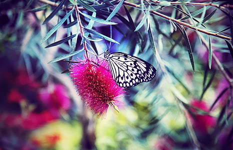 vlinder, Close-up, diepte van het veld, Flora, bloem, insect, natuur