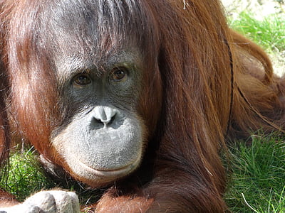 orangutan, majmun, ljudski, orangutana podizanju, životinja, Zoološki vrt, sisavac