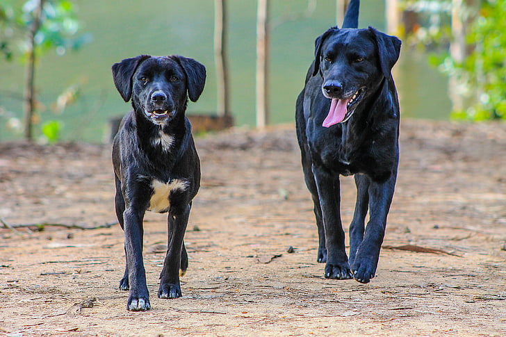 black dog, two dogs, adult dog, puppy, forest, dogs, curauma
