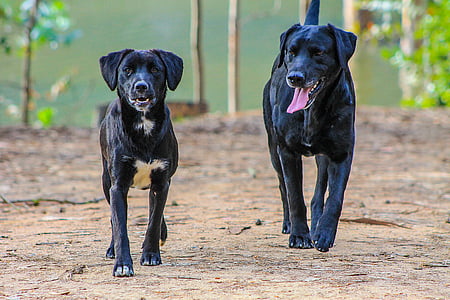 czarny pies, dwa psy, dorosły pies, szczeniak, lasu, psy, Curauma