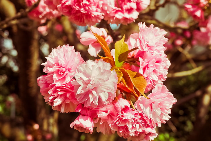 вишневий цвіт, дерево, Весна, квіти, квітучих дерев, Природа, рожевий