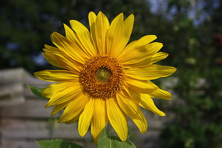 Sun flower, Blossom, nở hoa, màu vàng, mùa hè, Hoa, thực vật