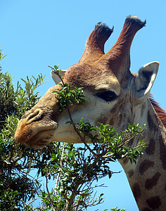 Giraffe, Säugetier, Afrika, Natur, Safari, Kopf