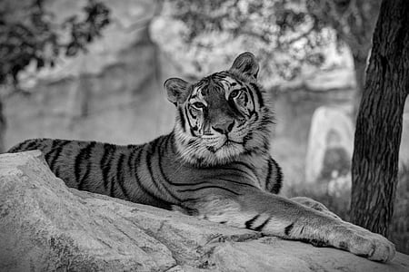 tigre, animal, felí, gat, blanc i negre, Predator, temes d'animals