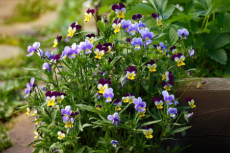zomer, viooltjes, bloemen, Multi kleur, natuur, bloem, plant