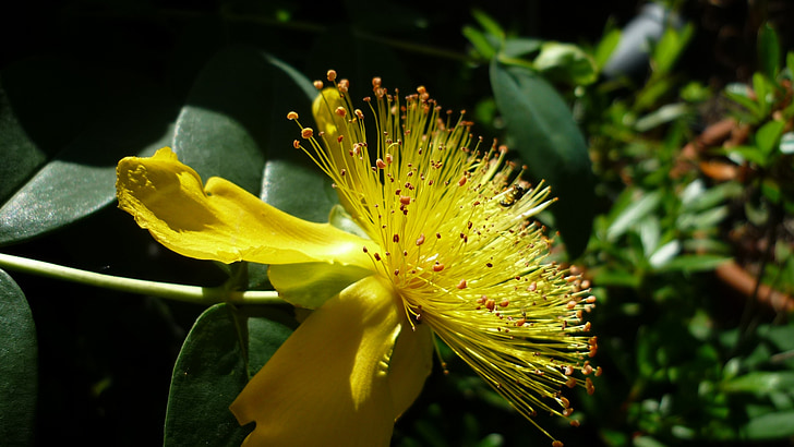 жълто цвете, странни, Немски градинско растение, фини цвете греди