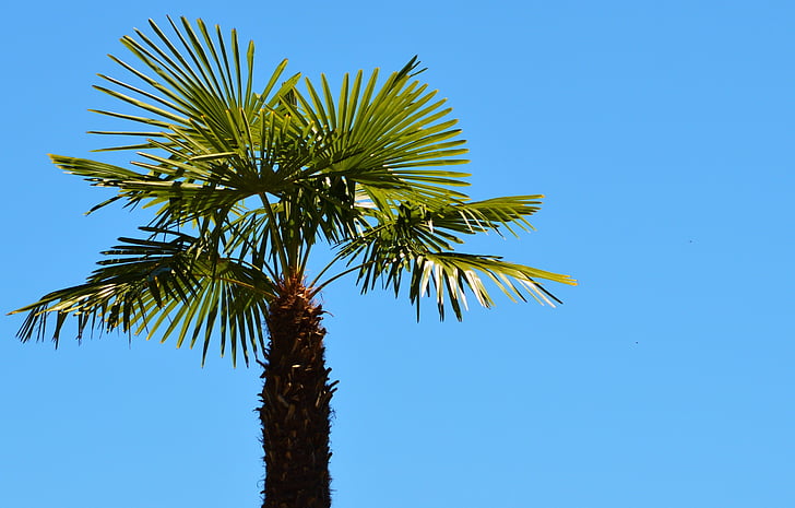 Palm, kasvi, Tuuletin palmu, Palmu, taivas, kesällä, Holiday