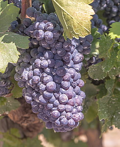 raisins, vigne, Parra, vignoble, moisson, culture, cluster