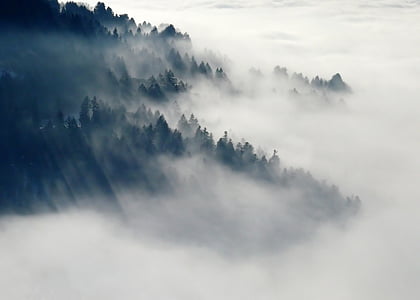 Les, mlha, Příroda, Zimní, stromy, Zimní nálada, atmosférické