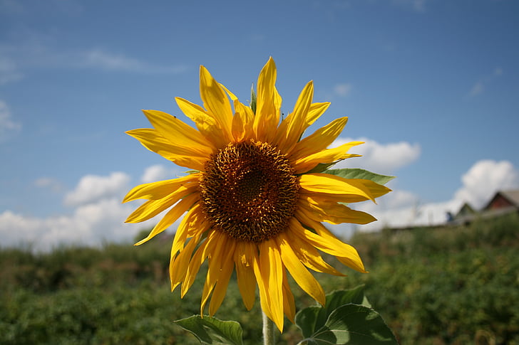 sunflower, flower, yellow, bright, summer cvey, sunny, plant