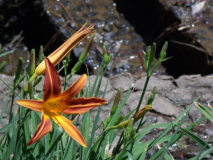 flower, water, green