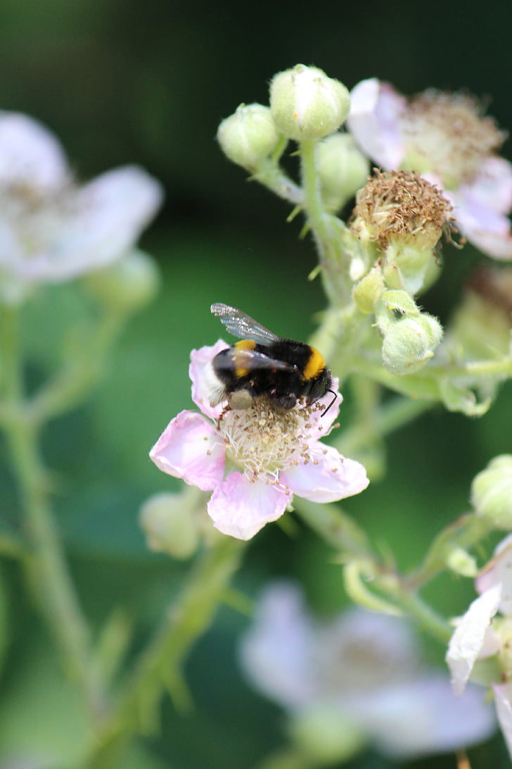 blackberry, hummel, pollination, nectar, close, summer, pollen