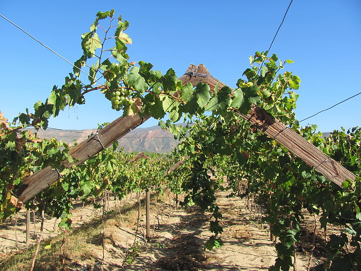 wijnbouw, natuur, Zuid-Afrika, wijn