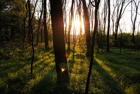 Podświetlany, jasne, światło dzienne, lasu, trawa, krajobraz, światło