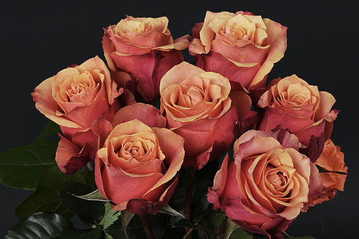 rozes, ziedi, rožu ziedu, romantisks, mīlu, smaržas, augu