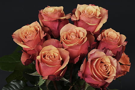 Rosas, flores, flor color de rosa, romántica, amor, fragancia, planta