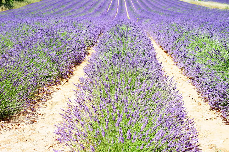 laventeli, Laventeli kenttä, Laventelin kukkia, sininen, kukat, violetti, dunkellia