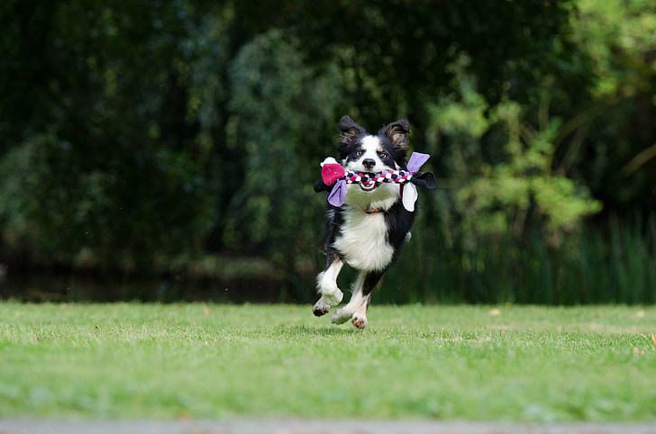ボーダーコリー, 走っている犬, 遊び心のあります。, イギリスの牧羊犬, 犬, 再生, ペット