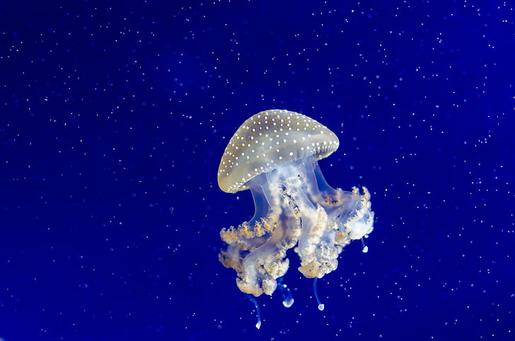 jellyfish, tentacles, water, underwater, sting, sea, wildlife