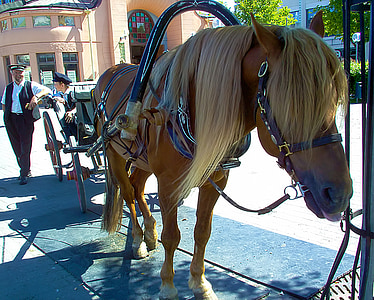 cal, animale, transportul, Kuopio, Finlandeză