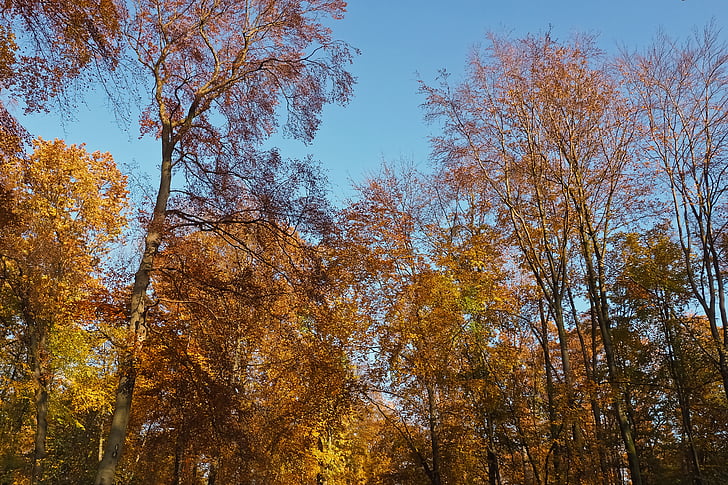 Outono, natureza, árvores, paisagem, floresta, farbenspiel, folhas