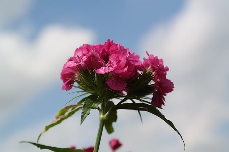 sweet william, inflorescence, blossom, bloom, flower, red, pink