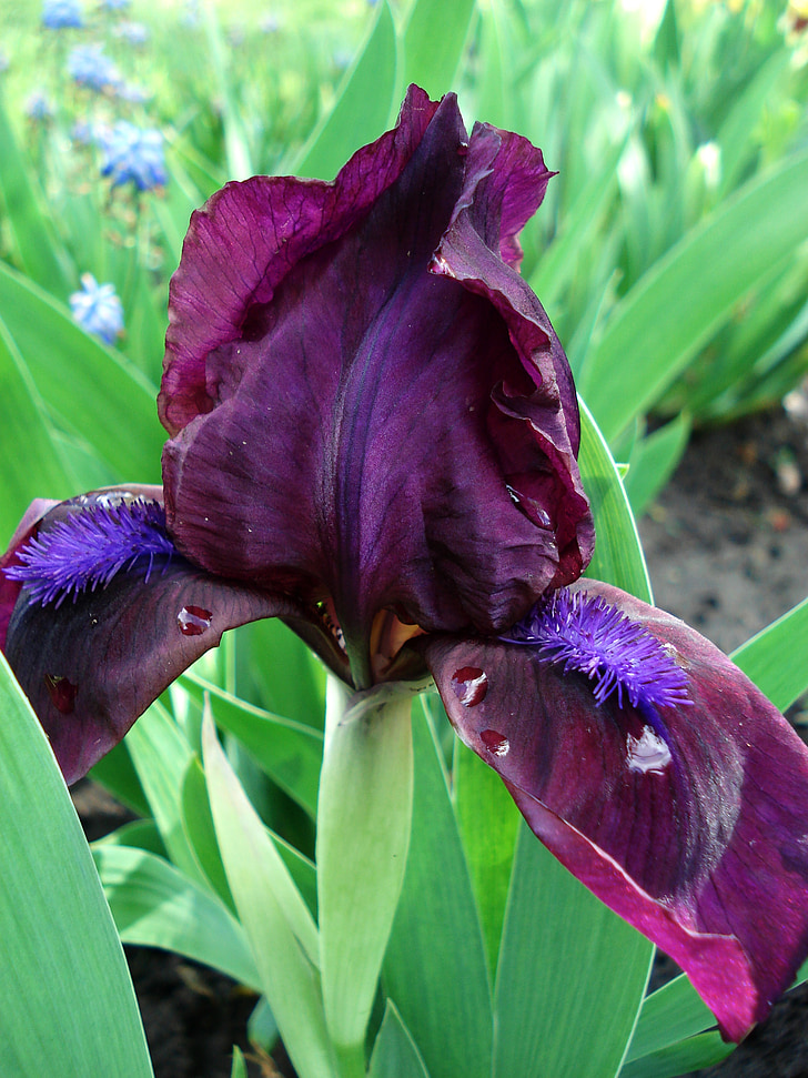 flores, flores de primavera, iris de color, iris morado, flores de color púrpura