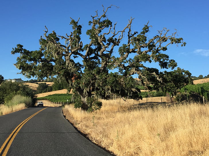 treet, Sonoma, California, natur, landlig scene, veien, landskapet