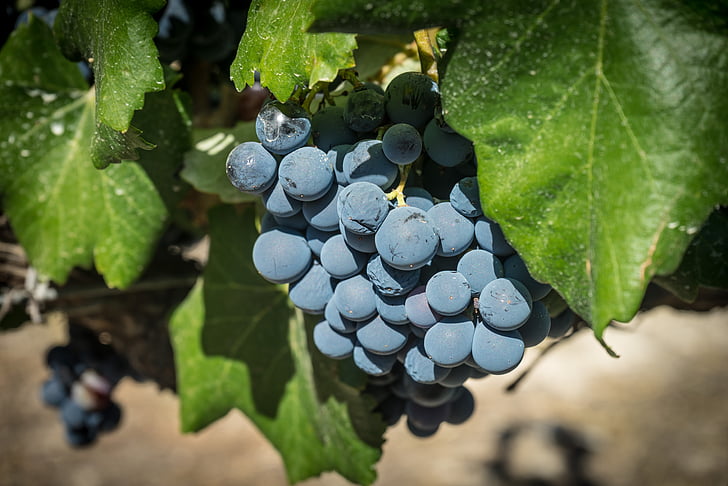 druer, Vine, Parra, vingården, Harvest, dyrking, klynge