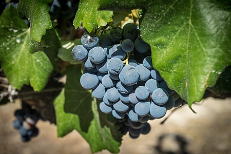 grapes, vine, parra, vineyard, harvest, cultivation, cluster
