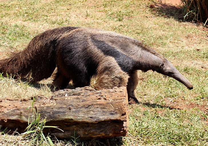 oso hormiguero bandera, animal, salvaje, Brasil, caminando, termitas Eater