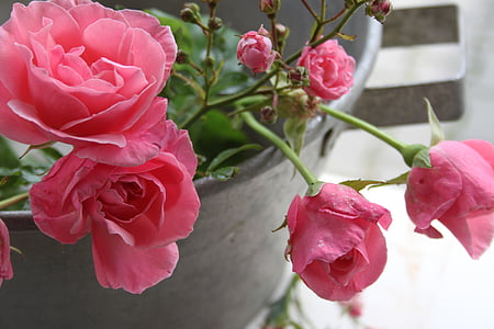 сад, Цинк, рожевий, Троянди, рожеві троянди, Природа, квітка