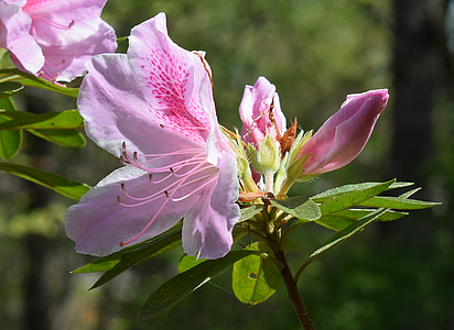 light pink azalea, azalea, flower, blossom, bloom, shrub, bush