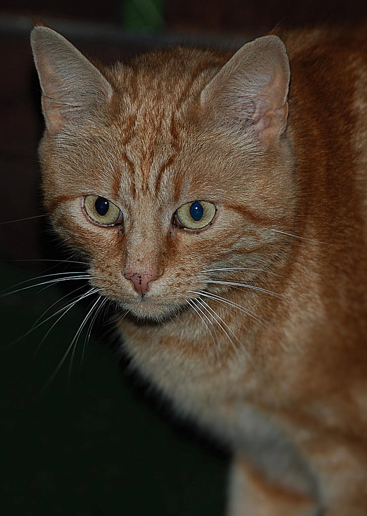 Cat portrét, červená, kočka, adidas, zvíře, kočka domácí, Domácí zvířata