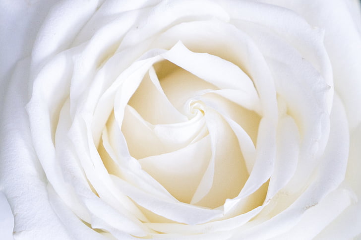 μικρο, βολή, φωτογραφία, λευκό, πέταλο, λουλούδι, λευκό χρώμα