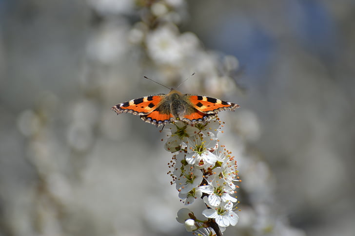 spring, bloom, flowers, tree, white, nature, butterfly