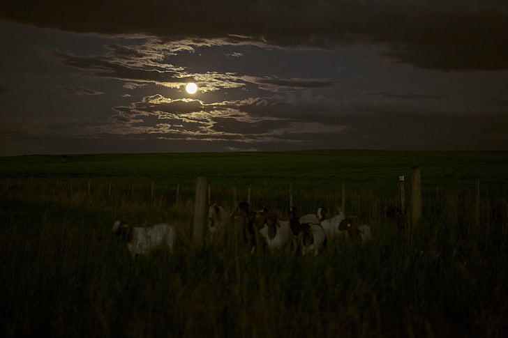herd, goat, field, full, moon, dark, night