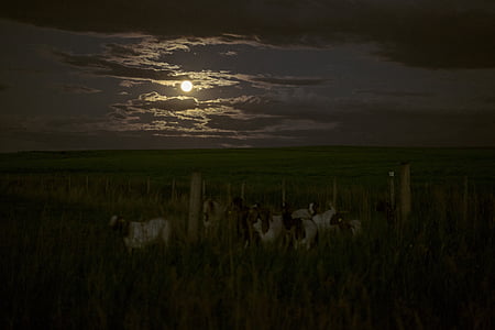 rebanho, cabra, campo, completo, lua, escuro, à noite